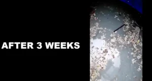 How Septifix works inside a septic tank using oxygen and beneficial bacteria